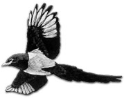 喜鵲派
     hspace=